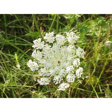 Daucus carota