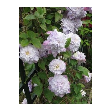 Clematis patens'Veronica's Choice'