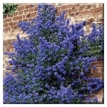 Ceanothus'Puget Blue'