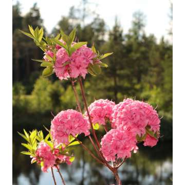 Azalea knaphill'Homebush'