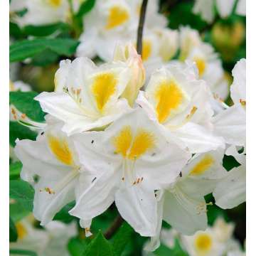 Azalea knaphill'Persil'