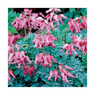 Dicentra'Candy Hearts'