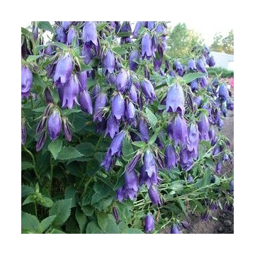 Campanula'Sarastro'