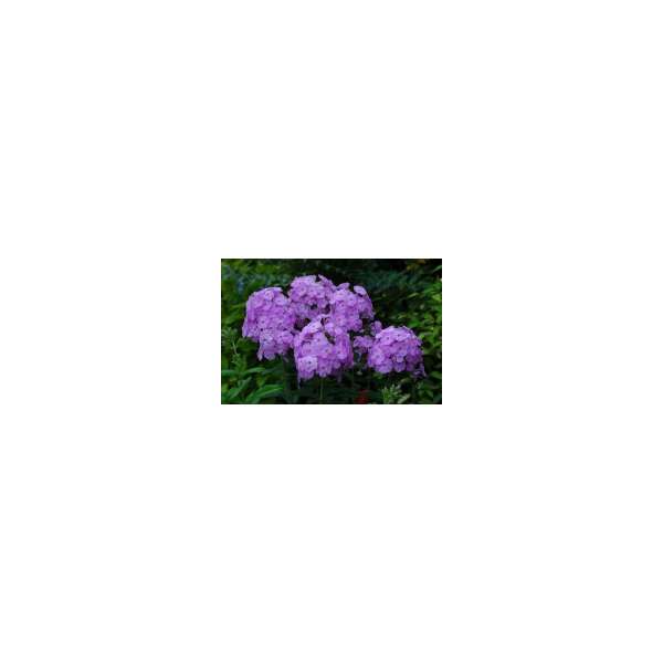 Phlox paniculata'David's Lavender'