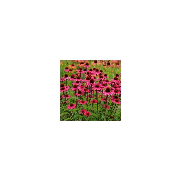 Echinacea purpurea'Sensation Pink'