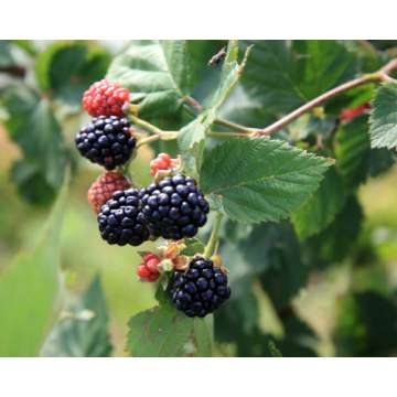 Rubus fruticosus'Triple Crown'