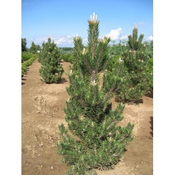 Pinus thunbergii'Kotobuki'