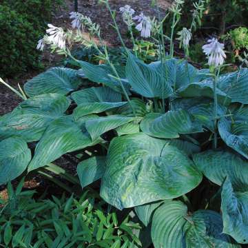 Hosta'Liberty'