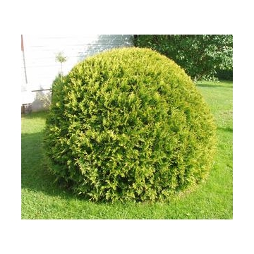 Thuja occidentalis'Golden Globe'