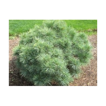 Pinus strobus'Blue Shag'