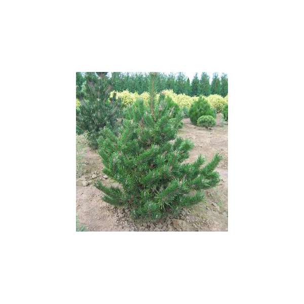 Pinus contorta'Spaan's DwarF'