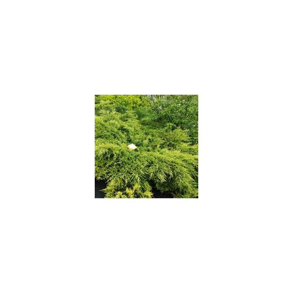 Juniperus media'Pfitzeriana Aurea'