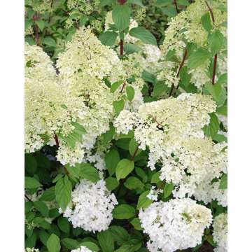 Hydrangea paniculata'Diamantino'