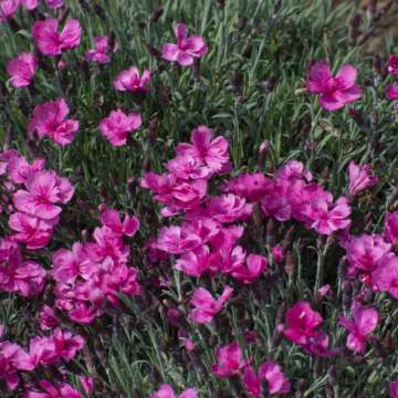 Dianthus'Dinetta Purple'