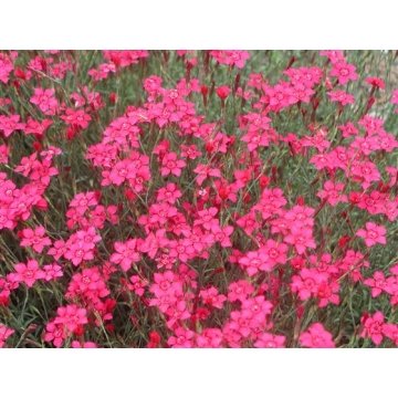 Dianthus deltoides'Brilliant'
