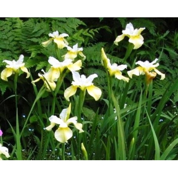 Iris siberica'Butter and Sugar'