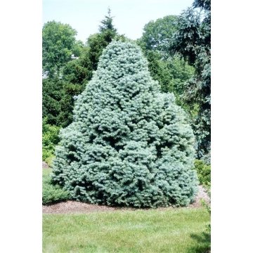 Abies concolor'Compacta'