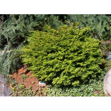 Chamaecyparis obtusa'Pygmaea'