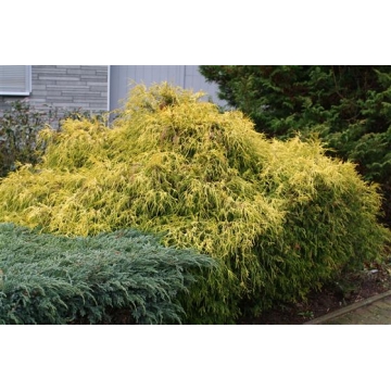 Chamaecyparis pisifera'Filifera'Aurea'
