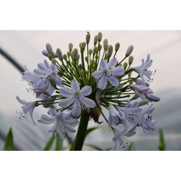 Agapanthus'Silver Mist'