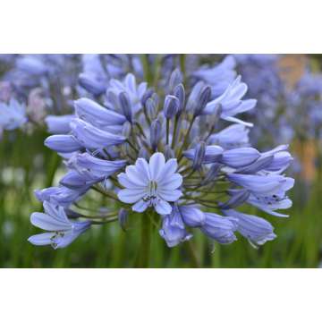 Agapanthus'Aberdeen'