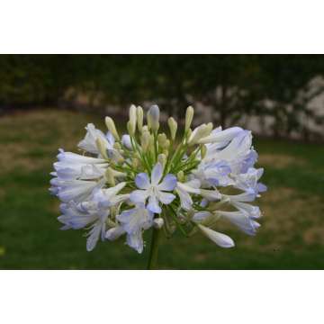 Agapanthus'Phantom'
