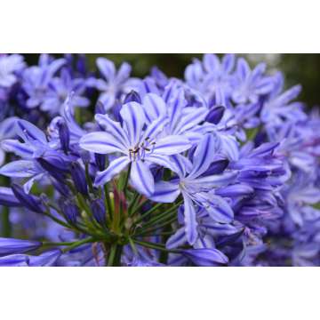 Agapanthus'Marijke'
