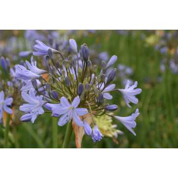 Agapanthus'Stockholm'