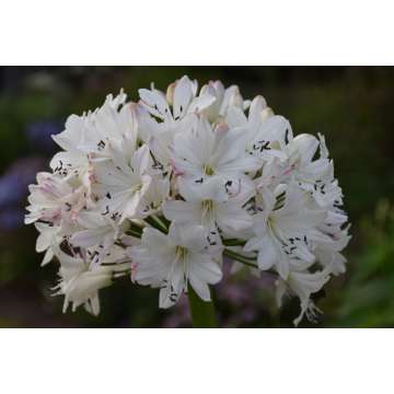 Agapanthus'Lemon Ice'
