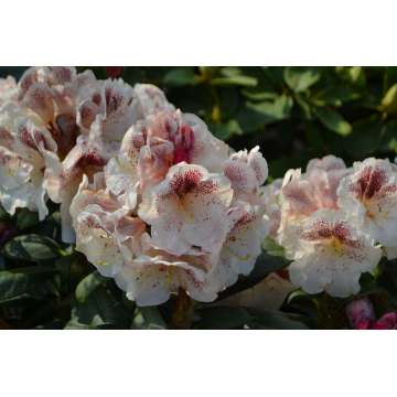 Rhododendron'Prinses Maxima'