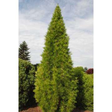 Sciadopitys verticillata'Fustigata'