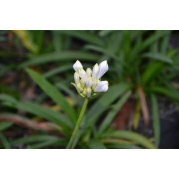 Agapanthus'Thumbelina'