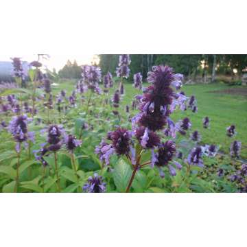 Nepeta manchuriensis'Manchu Blue'
