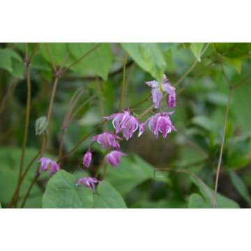 Epimedium youngianum'Beni-kujaku