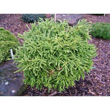 Cryptomeria japonica'Little Sonja'