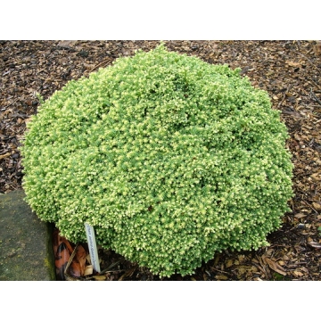 Chamaecyparis pisifera'Spaan's Cannonball'