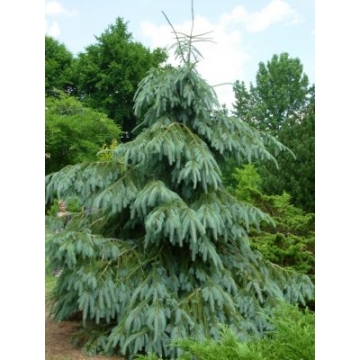 Picea engelmannii'Lace'