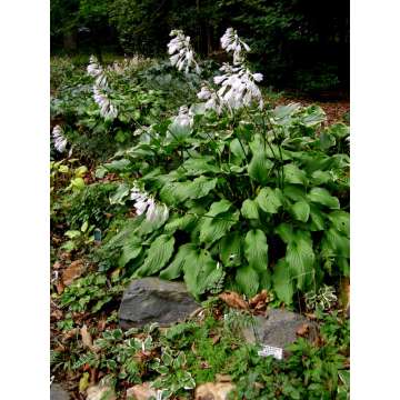 Hosta'Honeybells'
