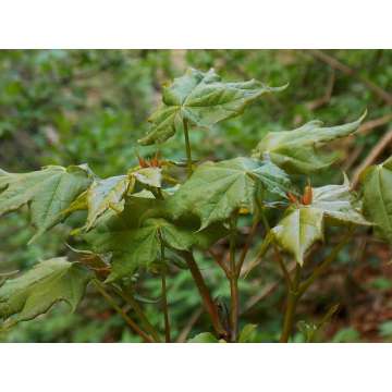 Acer cappadocicum'Lobelii)