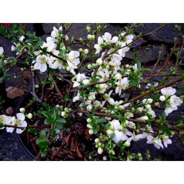 Chaenomelis superba'Jet Trail'