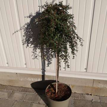 Cotoneaster dammeri'Winter Beauty'