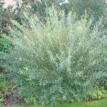 Salix purpurea'Nana'