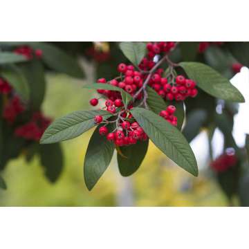 Cotoneaster dammeri'Major'