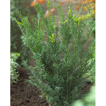 Taxus media'Groenland'