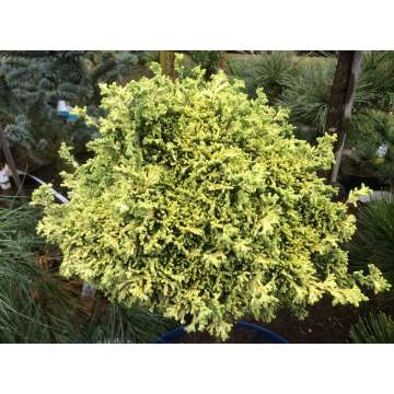 Chamaecyparis lawsoniana'Bregéon Jaune'