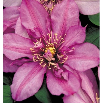 Clematis patens'Walter Pennell'
