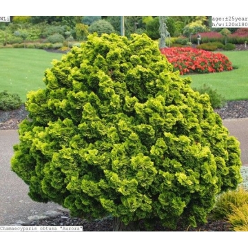Chamaecyparis obtusa'Aurora'