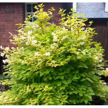 Philadelphus coropnarius'Albus'