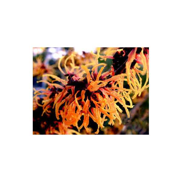 Hamamelis intermedia'Orange Beauty'