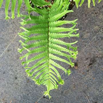 Dryopteris affinis'Polydactyla Dadds'